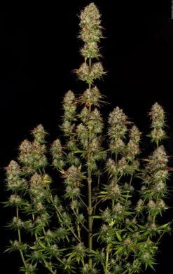 Apricot Candy - Feminised - Paradise Seeds -Uitgelichte Plantenzaadwinkel apricot candy 6 scaled 1