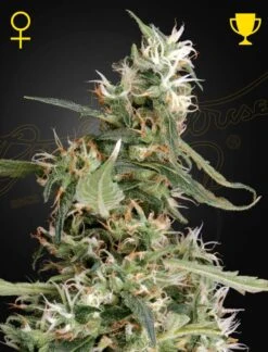 Arjan's Ultra Haze 1 - Feminised - Green House