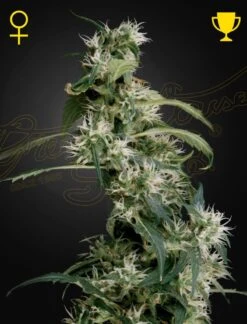 Mango Haze (AUH #2) - 5PACK - Feminised - Green House