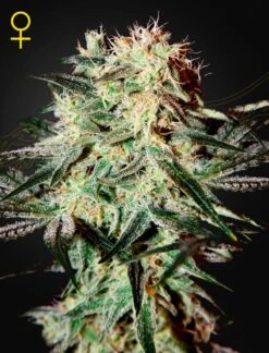 Arjan's Strawberry Haze - Feminised - Green House