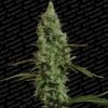 Atomical Haze - Feminised - Paradise Seeds -Uitgelichte Plantenzaadwinkel atomicalhaze