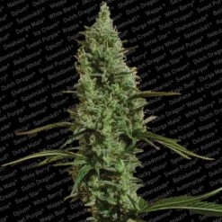 Atomical Haze - Feminised - Paradise Seeds