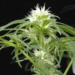 Arjan's Ultra Haze 1 - Feminised - Green House -Uitgelichte Plantenzaadwinkel auh1 01