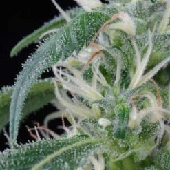 Arjan's Ultra Haze 1 - Feminised - Green House -Uitgelichte Plantenzaadwinkel auh1 03