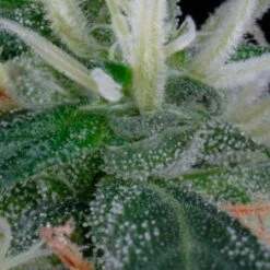 Arjan's Ultra Haze 1 - Feminised - Green House -Uitgelichte Plantenzaadwinkel auh1 07