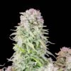 Afghan Kush Auto - 5-pack - Feminised - Fast Buds Seeds 2 Afghan Kush Auto - 5-pack - Feminised - Fast Buds Seeds -Uitgelichte Plantenzaadwinkel auto afghan kush fastbuds