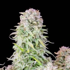 Afghan Kush Auto - 5-pack - Feminised - Fast Buds Seeds