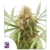 Auto AK Triple Haze - 5-pack - Feminised - Super Sativa Seed Club -Uitgelichte Plantenzaadwinkel auto ak triple haze