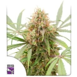 Auto AK Triple Haze - 5-pack - Feminised - Super Sativa Seed Club