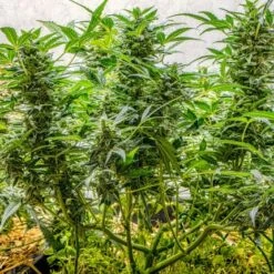 Auto AK Triple Haze - 5-pack - Feminised - Super Sativa Seed Club -Uitgelichte Plantenzaadwinkel auto ak triple haze 2