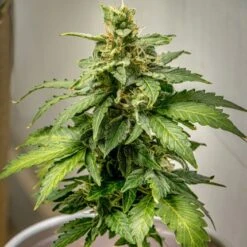 Auto AK Triple Haze - 5-pack - Feminised - Super Sativa Seed Club -Uitgelichte Plantenzaadwinkel auto ak triple haze 3