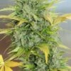 Auto AK47 - 6-pack - Feminised - Serious Seeds 1 Auto AK47 - 6-pack - Feminised - Serious Seeds -Uitgelichte Plantenzaadwinkel auto ak47 serious seeds