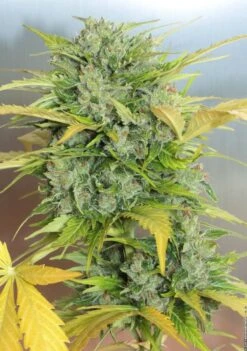 Auto AK47 - 6-pack - Feminised - Serious Seeds