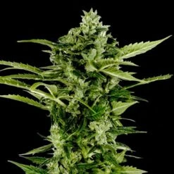 Auto Bomb - Feminised - Green House