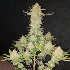 Auto Bruce Lemon Diesel - 5-pack - Feminised - Super Sativa Seed Club -Uitgelichte Plantenzaadwinkel auto bruce lemon diesel 1 1
