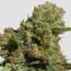 Auto Bruce Lemon Diesel - 5-pack - Feminised - Super Sativa Seed Club 1 Auto Bruce Lemon Diesel - 5-pack - Feminised - Super Sativa Seed Club -Uitgelichte Plantenzaadwinkel auto bruce lemon diesel 3 1