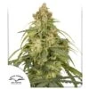 Auto CBD-Victory - Feminised - Dutch Passion -Uitgelichte Plantenzaadwinkel auto cbd victory 2