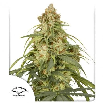 Auto CBD-Victory - Feminised - Dutch Passion 3 Auto CBD-Victory - Feminised - Dutch Passion