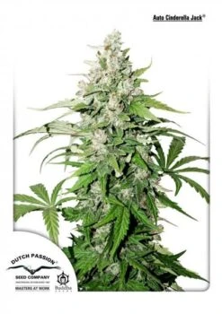 Auto Cinderella Jack - Feminised - Dutch Passion