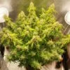 Auto Creeper - 5-pack - Feminised - Super Sativa Seed Club -Uitgelichte Plantenzaadwinkel auto creeper