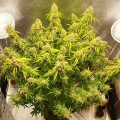 Auto Creeper - 5-pack - Feminised - Super Sativa Seed Club