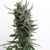 AUTO Critical Hog - 5PACK - Feminised - T.H.Seeds -Uitgelichte Plantenzaadwinkel auto critical