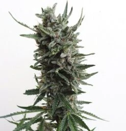 AUTO Critical Hog - 5PACK - Feminised - T.H.Seeds