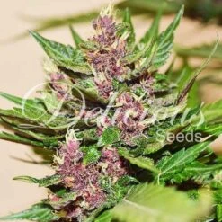 Auto Dark Purple - 5-pack - Feminised - Delicious Seeds -Uitgelichte Plantenzaadwinkel auto dark purple 1