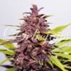 Auto Dark Purple - 5-pack - Feminised - Delicious Seeds -Uitgelichte Plantenzaadwinkel auto dark purple 3 2 1