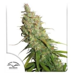 Auto Desfran - Feminised - Dutch Passion