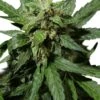 Auto Durban Poison - Feminised - Dutch Passion -Uitgelichte Plantenzaadwinkel auto durban poison feminized autoflower cannabis seeds 1