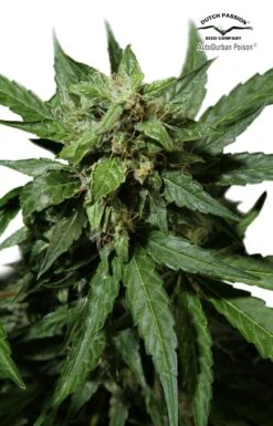 Auto Durban Poison - Feminised - Dutch Passion