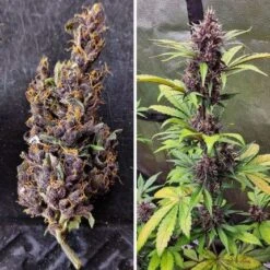 Auto Forbidden Cherry - Feminised - Dutch Passion -Uitgelichte Plantenzaadwinkel auto forbidden cherry 3 1 1