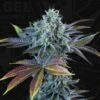 Auto French Cookies - 6-pack - Feminised - T.H.Seeds 1 Auto French Cookies - 6-pack - Feminised - T.H.Seeds -Uitgelichte Plantenzaadwinkel auto french cookies flower