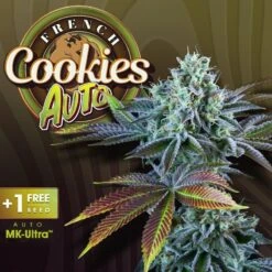 Auto French Cookies - 6-pack - Feminised - T.H.Seeds -Uitgelichte Plantenzaadwinkel auto french cookies promo magento
