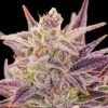Auto Imperium X - 5-pack - Feminised - Anesia Seeds -Uitgelichte Plantenzaadwinkel auto imperiumx 600x800 1