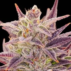 Auto Imperium X - 5-pack - Feminised - Anesia Seeds