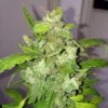Auto Lemon Bubble - 5pack - Feminised - Pheno Finder Seeds -Uitgelichte Plantenzaadwinkel auto lemon bubble 1