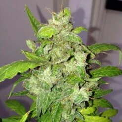 Auto Lemon Bubble - 5pack - Feminised - Pheno Finder Seeds