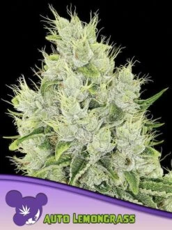 Auto Lemongrass - 5-pack - Feminised - Anesia Seeds