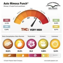 Auto Mimosa Punch - Feminised - Dutch Passion -Uitgelichte Plantenzaadwinkel auto mimosa punch terpenes and cannabinoids dutch passion cannabis seeds