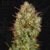 Auto MK Ultra - 5-pack - Feminised - T.H.Seeds