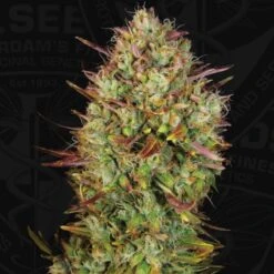 Auto MK Ultra - 5-pack - Feminised - T.H.Seeds