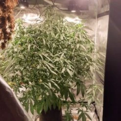 Auto Northern Dragon Fuel - 5-pack - Feminised - Super Sativa Seed Club -Uitgelichte Plantenzaadwinkel auto northern dragon fuel 1