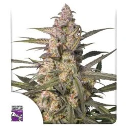 Auto Northern Dragon Fuel - 5-pack - Feminised - Super Sativa Seed Club