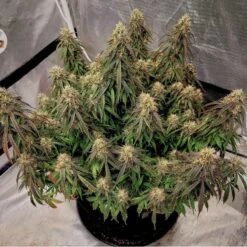 Auto Power Plant - Feminised - Dutch Passion