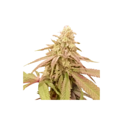Auto Purple OG Punch - 5-pack - Feminised - Super Sativa Seed Club