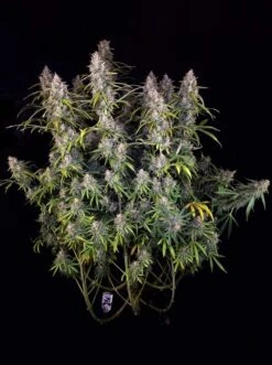 Auto Purple OG Punch - 5-pack - Feminised - Super Sativa Seed Club -Uitgelichte Plantenzaadwinkel auto purple og punch 1