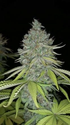 Auto Purple OG Punch - 5-pack - Feminised - Super Sativa Seed Club -Uitgelichte Plantenzaadwinkel auto purple og punch 2
