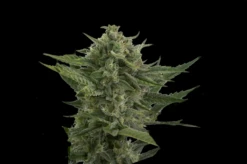 Auto Reek'n - 5PACK - Feminised - Devil's Harvest